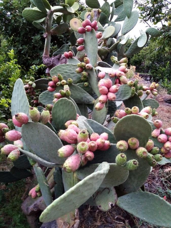 Il Limoneto Di Leo Villa Mascali Kültér fotó