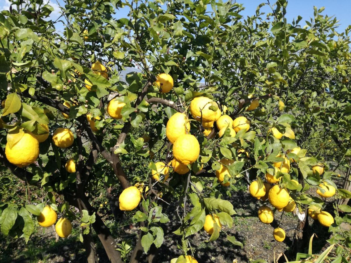 Il Limoneto Di Leo Villa Mascali Kültér fotó